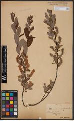Foto von Salix aurita L. x Salix myrtilloides L.